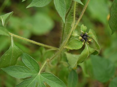 Sclerocarpus africanus, photographed by Dinesh Valke