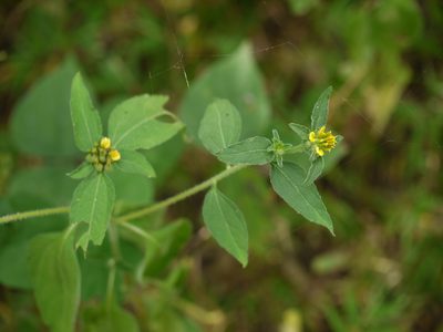 Sclerocarpus africanus, photographed by Dinesh Valke