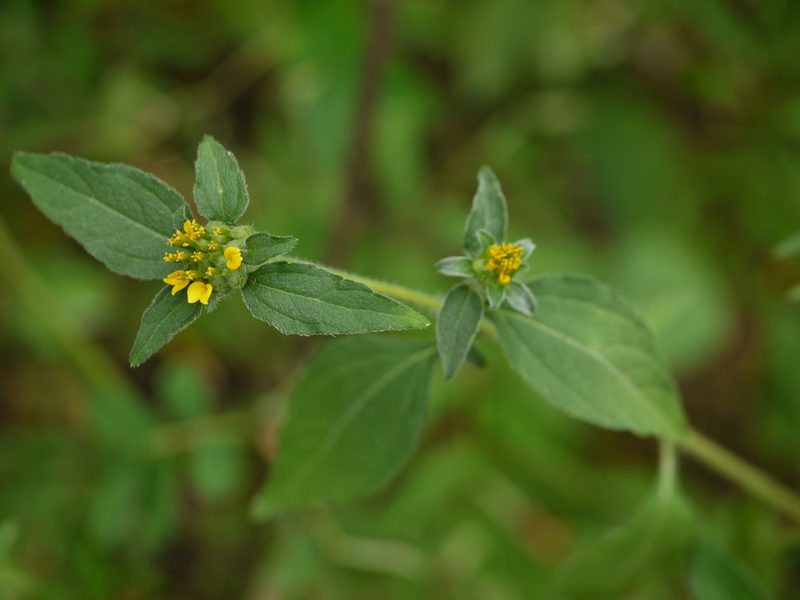 Sclerocarpus africanus, photographed by Dinesh Valke