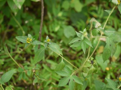 Sclerocarpus africanus, photographed by Dinesh Valke