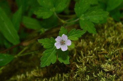 Geranium nepalense, photographed by Ansil B.R.