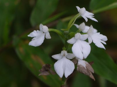 Habenaria plantaginea, photographed by Dinesh Valke