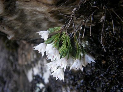 Erica galgebergensis, photographed by Klaus Wehrlin