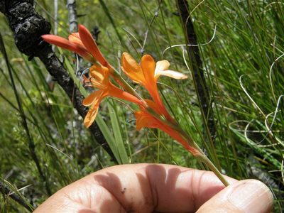 Watsonia minima, photographed by Klaus Wehrlin