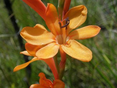 Watsonia minima, photographed by Klaus Wehrlin