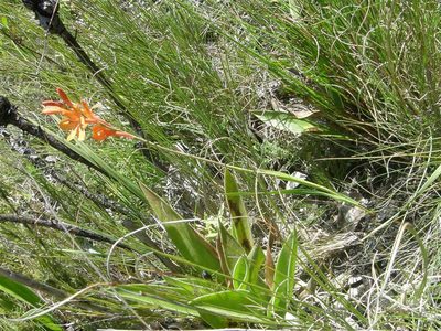Watsonia minima, photographed by Klaus Wehrlin