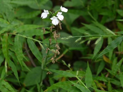Habenaria plantaginea, photographed by Dinesh Valke