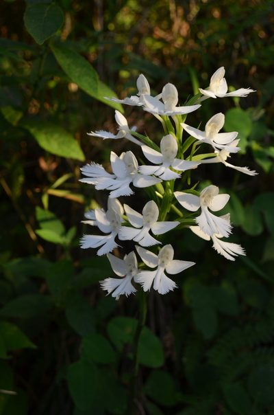 Habenaria dentata, photographed by Ansil B.R.