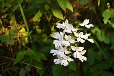 Habenaria dentata, photographed by Ansil B.R.
