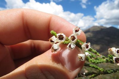 Erica pseudocalycina, photographed by Brian du Preez