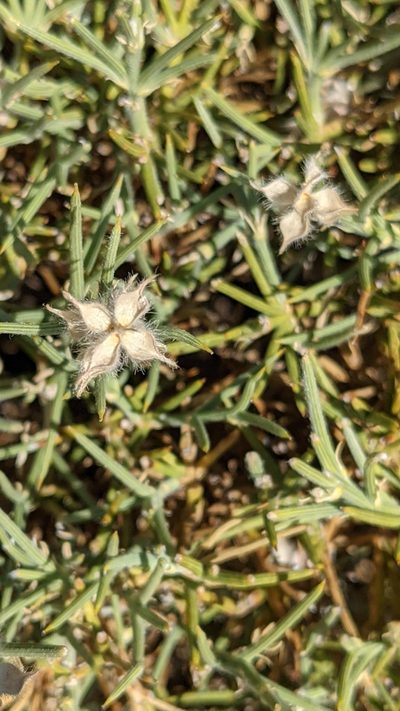 Echinospartum ibericum, photographed by Javier Eusamio