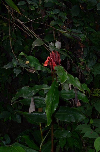 Hedychium greenii, photographed by Ansil B.R.