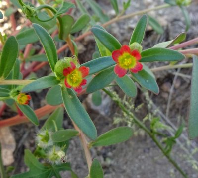 Portulaca umbraticola, photographed by Andrew Tree