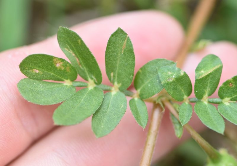 Kallstroemia maxima, photographed by natalie