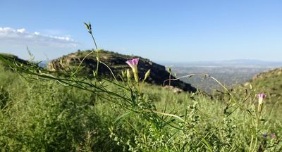 Ipomoea costellata, photographed by Andrew Tree
