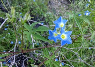 Ipomoea barbatisepala, photographed by Andrew Tree
