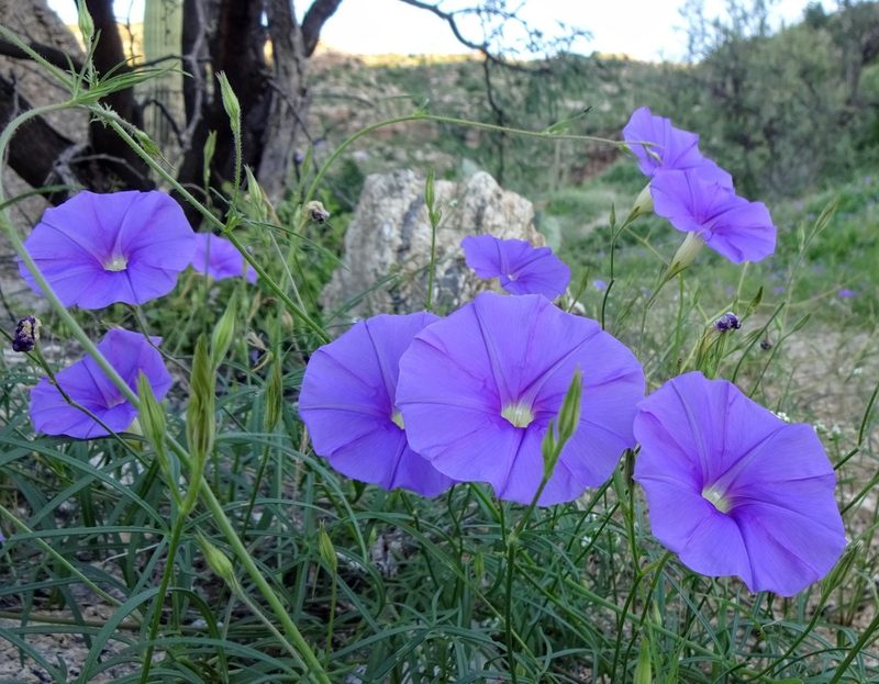Ipomoea ternifolia, photographed by Andrew Tree