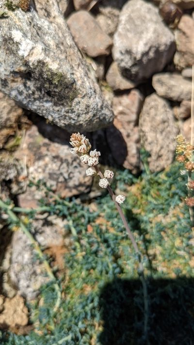 Reseda gredensis, photographed by Javier Eusamio