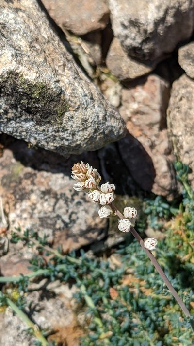 Reseda gredensis, photographed by Javier Eusamio