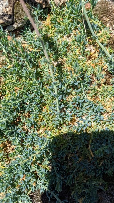 Reseda gredensis, photographed by Javier Eusamio