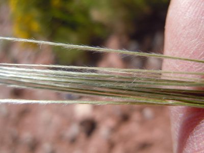 Hesperostipa neomexicana, photographed by Matt Lavin