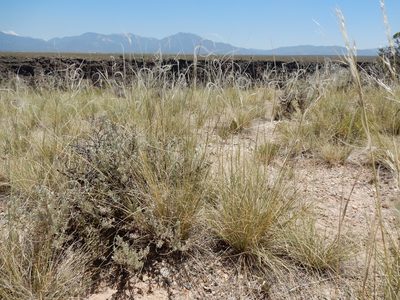 Hesperostipa neomexicana, photographed by Matt Lavin