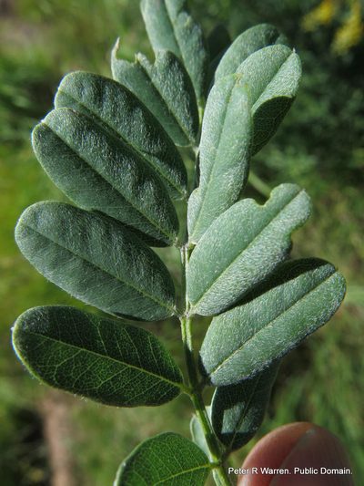 Calpurnia woodii, photographed by Peter Warren