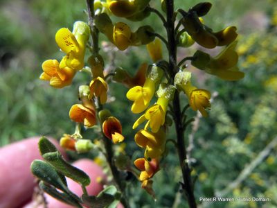 Calpurnia woodii, photographed by Peter Warren
