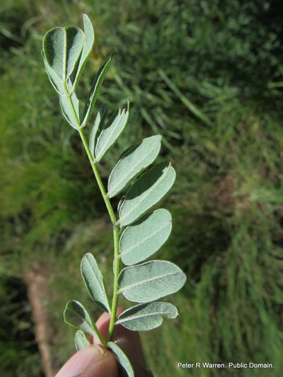 Calpurnia woodii, photographed by Peter Warren