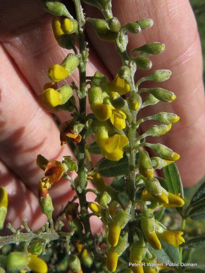 Calpurnia woodii, photographed by Peter Warren