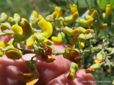 Calpurnia woodii, photographed by Peter Warren