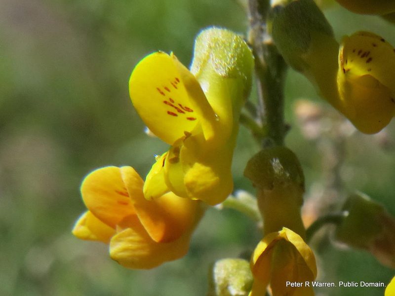Calpurnia woodii, photographed by Peter Warren