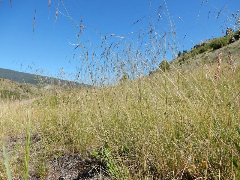 Eriocoma richardsonii, photographed by Matt Lavin