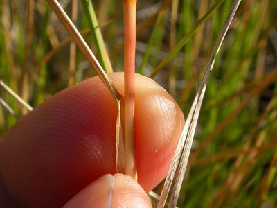 Eriocoma richardsonii, photographed by Matt Lavin