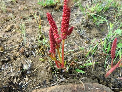 Acalypha punctata, photographed by Peter Warren