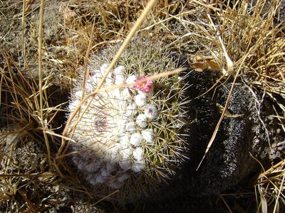 Mammillaria wagneriana, photographed by amantedarmanin
