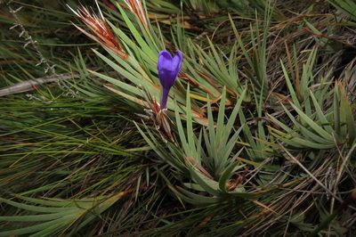 Nivenia argentea, photographed by Brian du Preez