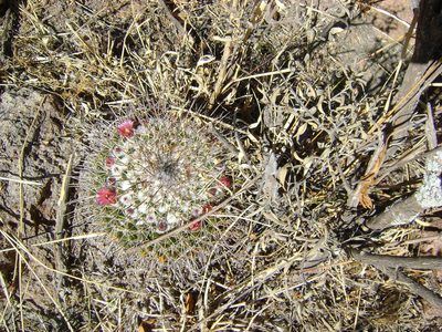 Mammillaria wagneriana, photographed by amantedarmanin