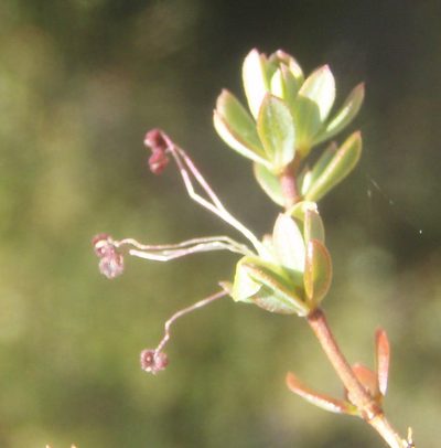 Cliffortia polita, photographed by Nicola van Berkel