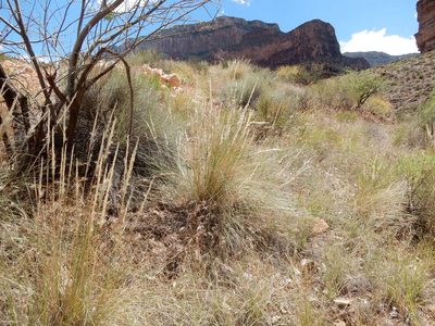 Pappostipa speciosa, photographed by Matt Lavin