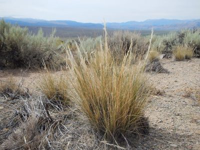 Pappostipa speciosa, photographed by Matt Lavin