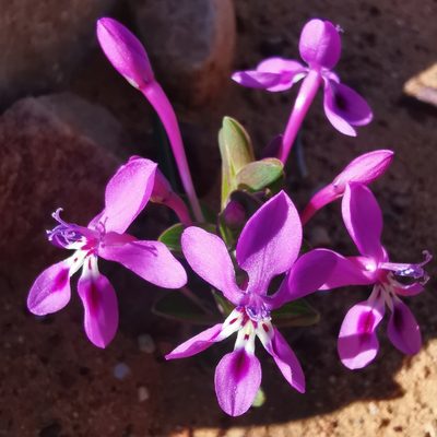Lapeirousia pyramidalis, photographed by Kai.Munting.Tankwa