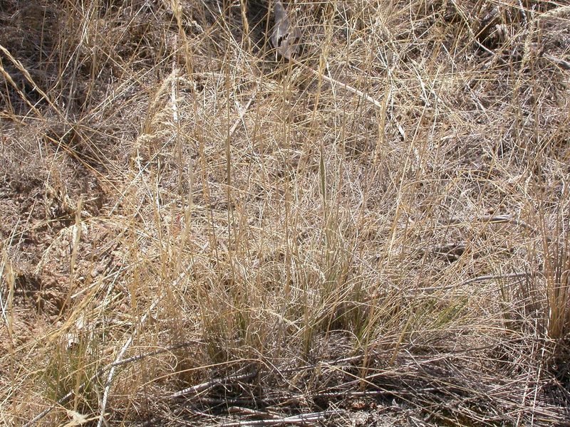 Eriocoma thurberiana, photographed by Matt Lavin