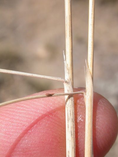Eriocoma thurberiana, photographed by Matt Lavin