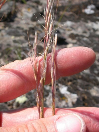 Eriocoma thurberiana, photographed by Matt Lavin