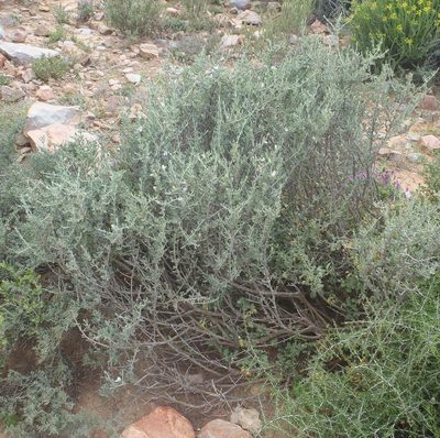 Pogonospermum robustum, photographed by Nicola van Berkel