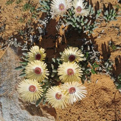Cephalophyllum tricolorum, photographed by Kai.Munting.Tankwa