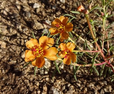 Portulaca suffrutescens, photographed by Andrew Tree