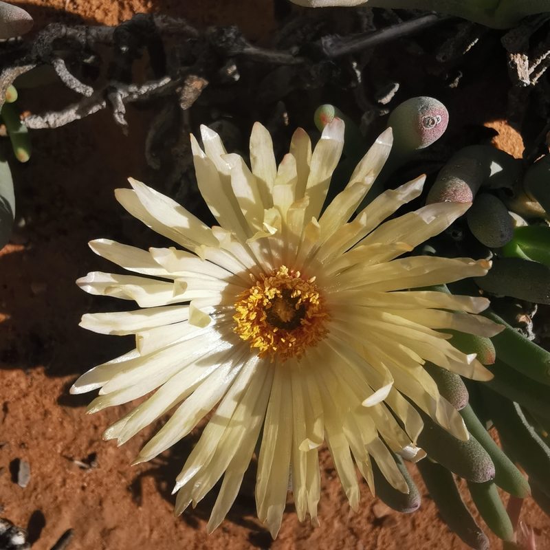 Cephalophyllum loreum, photographed by Kai.Munting.Tankwa
