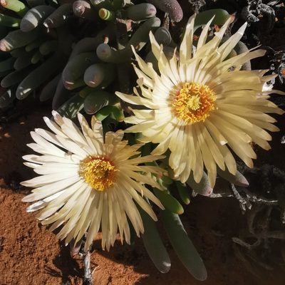 Cephalophyllum loreum, photographed by Kai.Munting.Tankwa